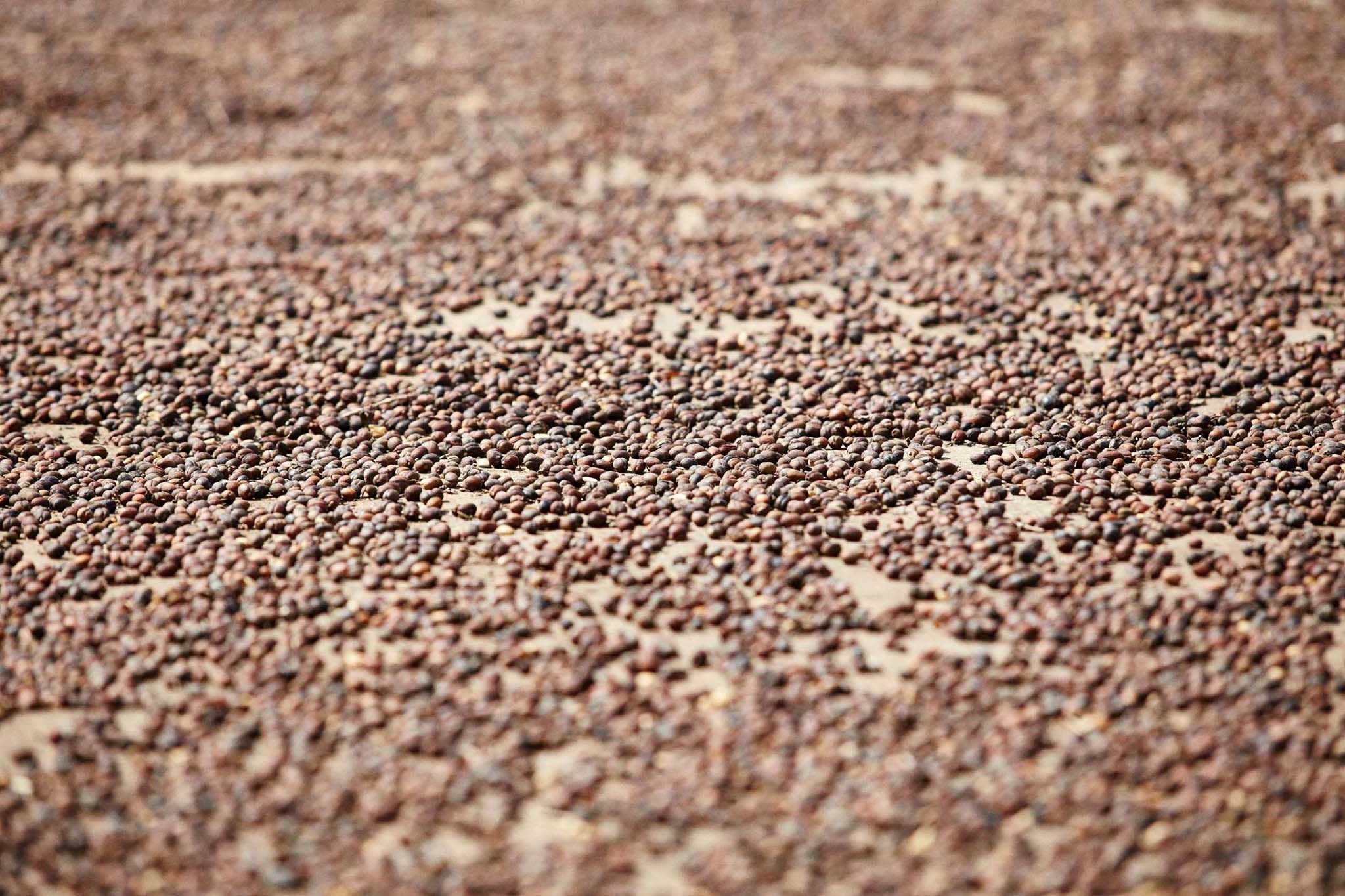 Coffee drying on farm in El Salvador