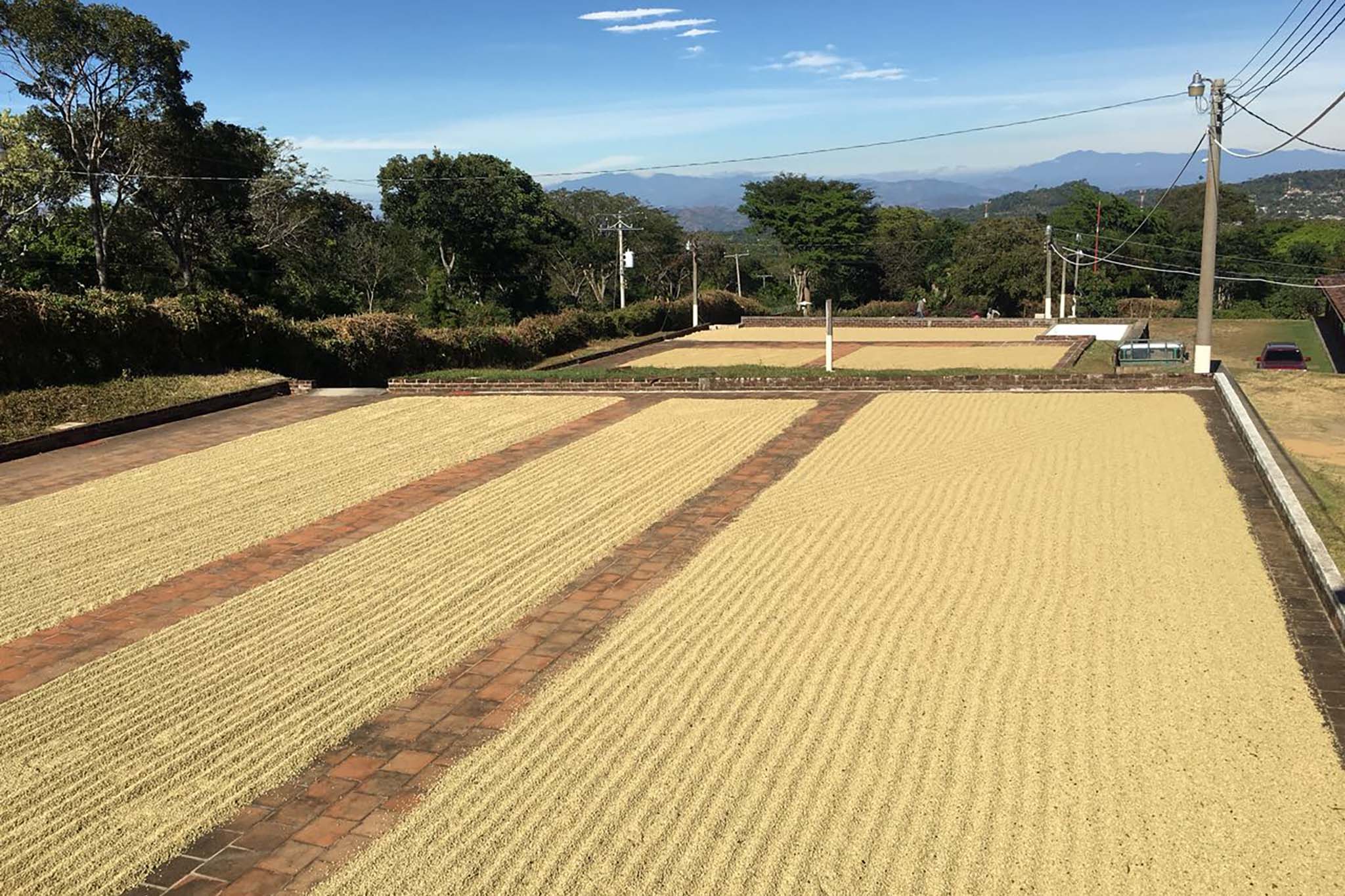 Coffee drying on farm in El Salvador