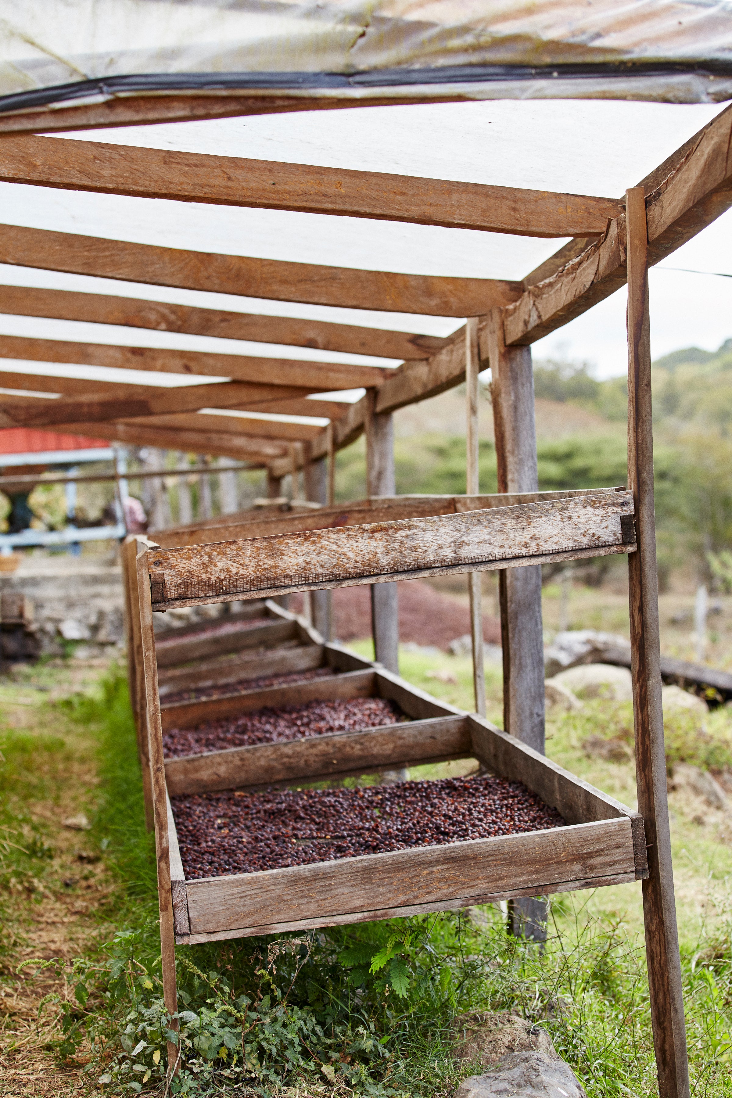 natural-coffee-processing-origin-coffee